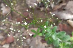 Galium scabrum_Jordi Espar CC BY
