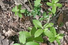 Galium scabrum_Jordi Espar CC BY