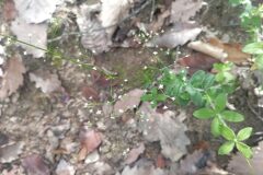 Galium scabrum_Jordi Espar CC BY