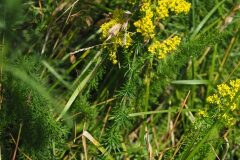 Galium verum verum_Jordi Puyuelo