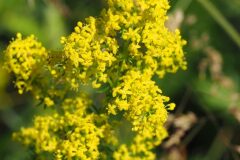 Galium verum verum_Jordi Puyuelo