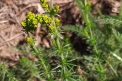 Galium verum verum_Merce Vallicrosa CC BY-NC