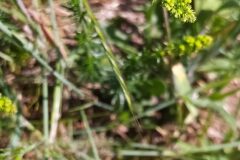 Galium verum verum_Merce Vallicrosa CC BY-NC