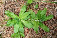 Gamochaeta americana_Josep Gesti CC BY-SA