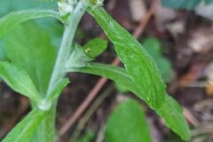 Gamochaeta americana_Merce Vallicrosa CC BY-NC