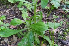 Gamochaeta americana_Merce Vallicrosa CC BY-NC