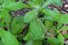 Gamochaeta americana_Merce Vallicrosa CC BY-NC