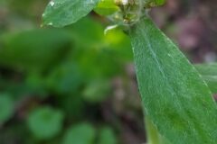 Gamochaeta americana_Merce Vallicrosa CC BY-NC