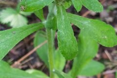 Gamochaeta americana_Merce Vallicrosa CC BY-NC