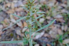 Gamochaeta subfalcata_Josep Llovera CC BY-NC