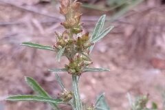 Gamochaeta subfalcata_Merce Vallicrosa CC BY-NC