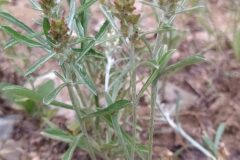 Gamochaeta subfalcata_Merce Vallicrosa CC BY-NC