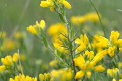 Genista hispanica hispanica_Joaquim Reberte