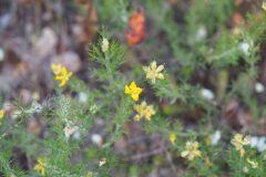 Genista hispanica hispanica_Jordi Puyuelo