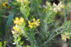 Genista hispanica hispanica_Jordi Puyuelo