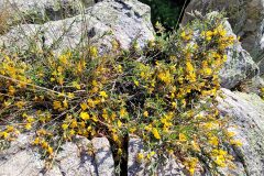 Genista pilosa_Jordi Bassols CC BY-NC