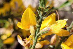 Genista pilosa_Jordi Bassols CC BY-NC