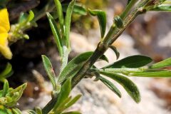 Genista pilosa_Jordi Bassols CC BY-NC