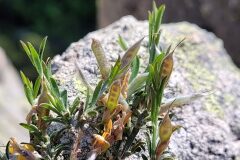 Genista pilosa_Jordi Bassols CC BY-NC