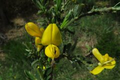 Genista pilosa_Margarida Vila CC BY-NC