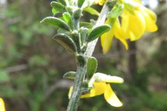 Genista pilosa_Margarida Vila CC BY-NC