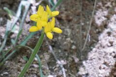 Genista sagittalis_Joan Garcia CC BY-NC