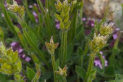 Genista sagittalis_Merce Vallicrosa CC BY-NC