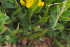 Genista sagittalis_Merce Vallicrosa CC BY-NC