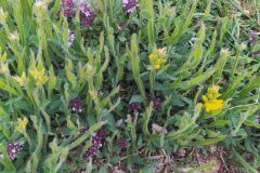 Genista sagittalis_Merce Vallicrosa CC BY-NC