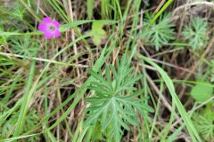 Geranium columbinum_Jordi Bassols CC BY-NC SA
