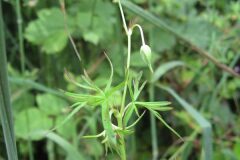 Geranium columbinum_Jordi Puyuelo