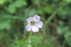 Geranium columbinum_Jordi Puyuelo