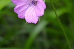Geranium columbinum_Merce Vallicrosa CC BY-NC