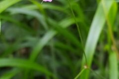 Geranium columbinum_Merce Vallicrosa CC BY-NC