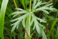 Geranium columbinum_Merce Vallicrosa CC BY-NC