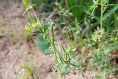 Geranium dissectum_Dolors Marsol