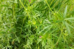 Geranium dissectum_Dolors Marsol