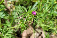 Geranium dissectum_Jordi Bassols CC BY-NC SA