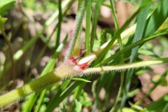 Geranium dissectum_Jordi Bassols CC BY-NC SA