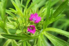 Geranium dissectum_Jordi Bassols CC BY-NC
