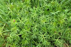 Geranium dissectum_Jordi Bassols CC BY-NC