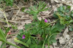 Geranium dissectum_Katarzyna Zarnowiec CC BY-SA