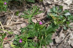 Geranium dissectum_Katarzyna Zarnowiec CC BY-SA
