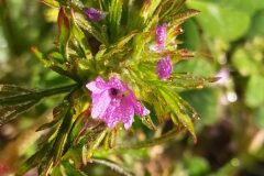 Geranium dissectum_Merce Vallicrosa CC BY-NC