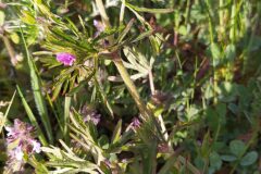 Geranium dissectum_Merce Vallicrosa CC BY-NC