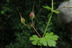 Geranium lucidum_Margarida Vila CC BY-NC