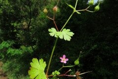 Geranium lucidum_Margarida Vila CC BY-NC