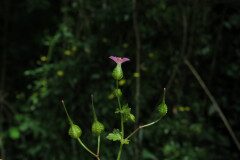 Geranium lucidum_Margarida Vila CC BY-NC