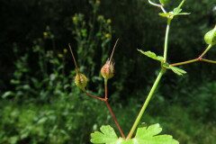 Geranium lucidum_Margarida Vila CC BY-NC