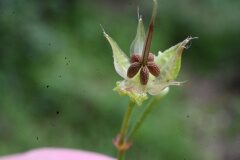 Geranium lucidum_Margarida Vila CC BY-NC